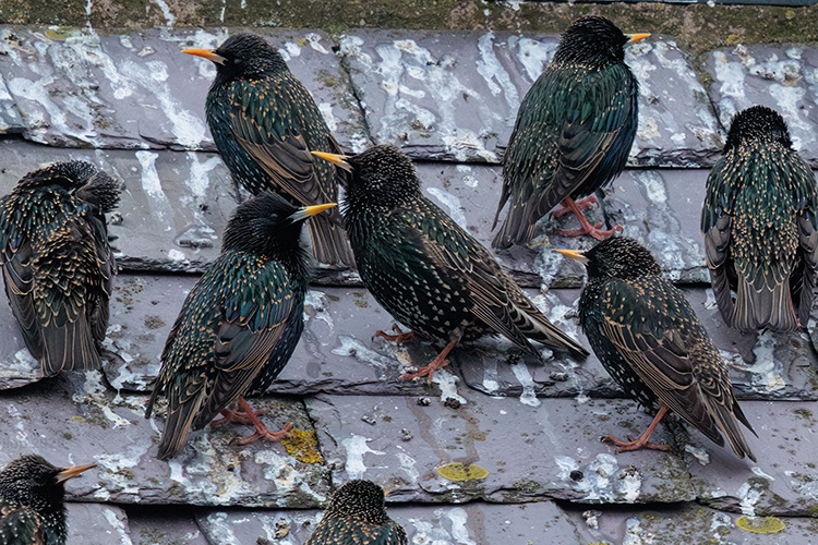 Sturnus vulgaris Starling on a roof